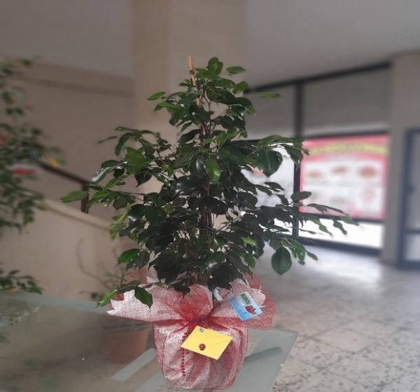 Ficus Benjamin