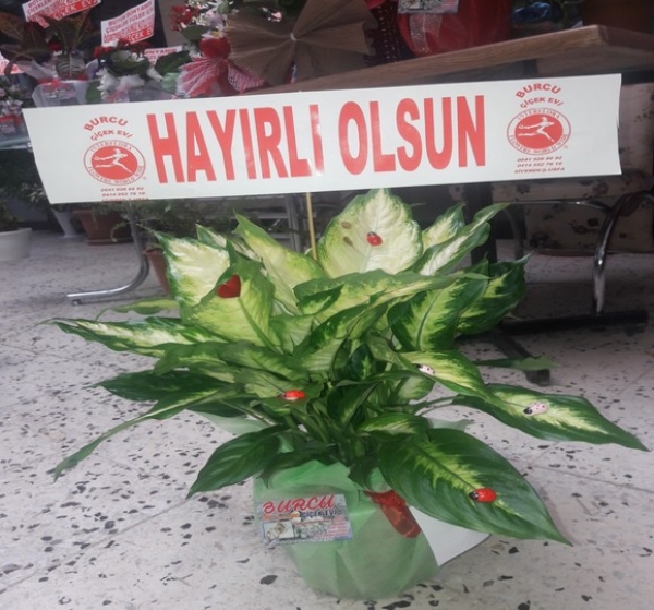 Camila Saksı Çiçeği