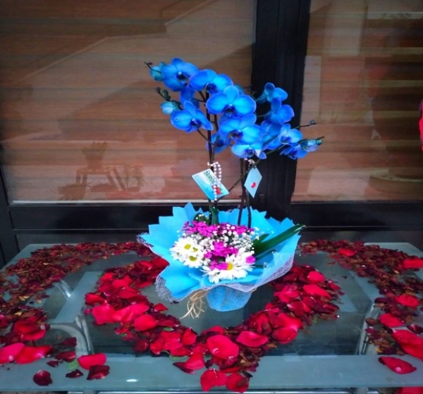 İki Dal Mavi Orkide