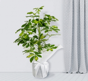 Schefflera (Şeflera) Bitkisi