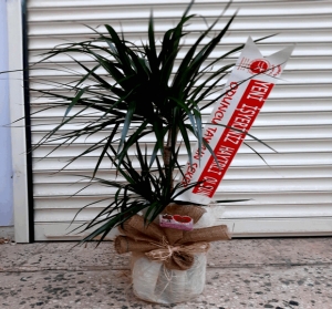 2 li Marginata Saksı Bitkisi