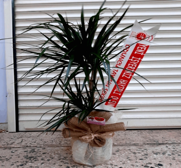 2 li Marginata Saksı Bitkisi