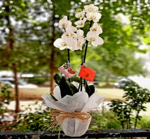 Çiftdal Beyaz Orkide