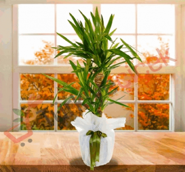 2&#039;li Yukka Saksı Çiçeği