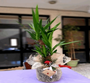 2 &#039;li Yukka Saksı Çiçeği