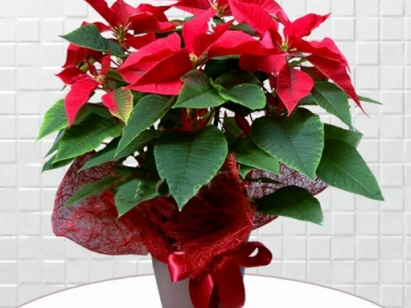 Ponsetya Atatürk çiçeği