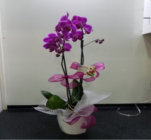 Mor Orkide